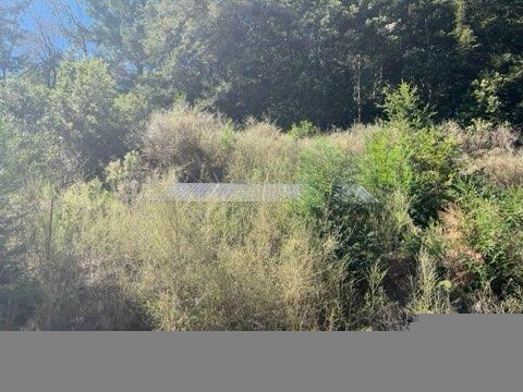 7227 Fern Flat Road Aptos, CA 95003 - Photo 4 of 8 a view of a yard
