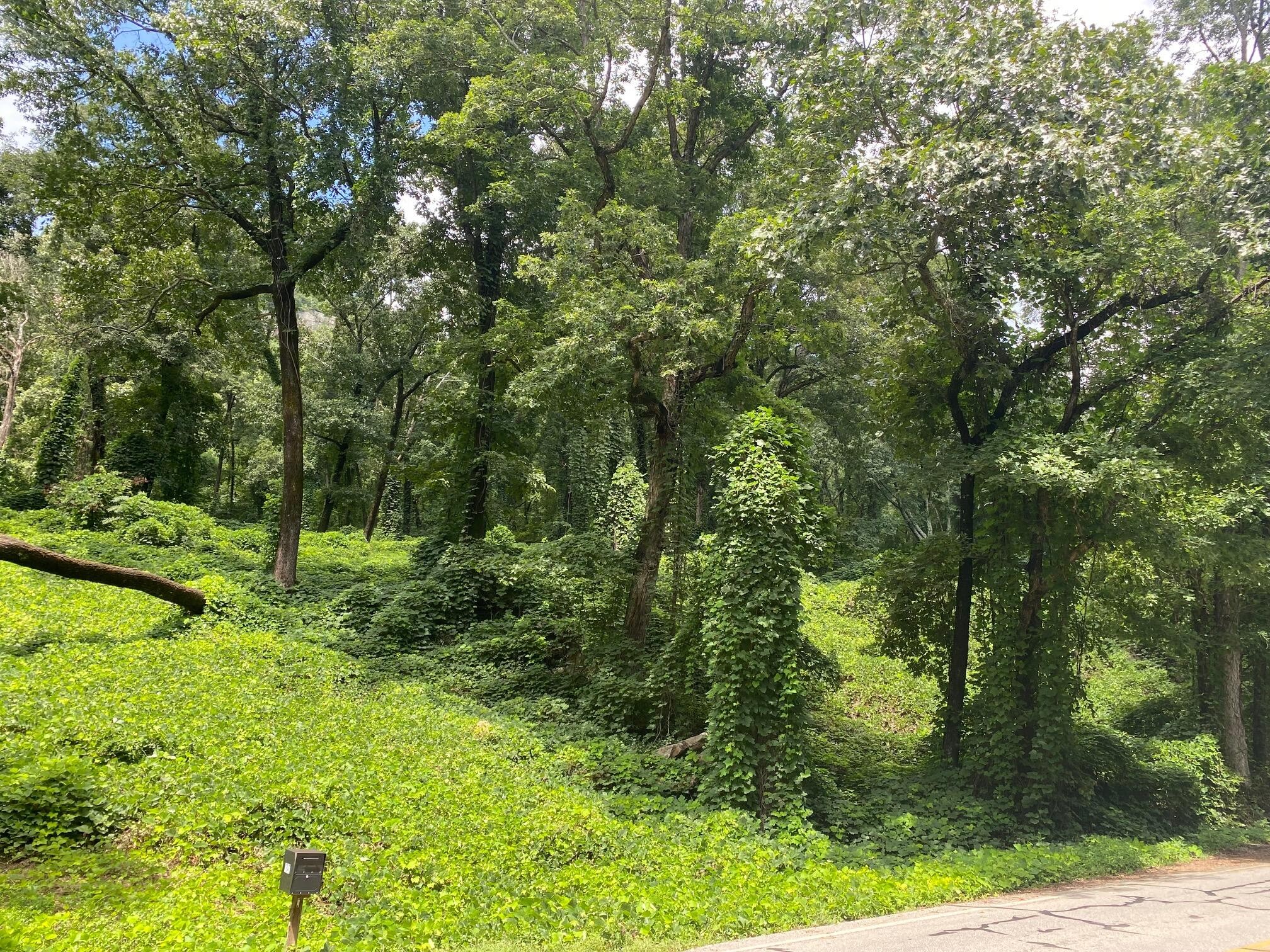 3949 W Road Signal Mountain, TN 37377 - Photo 2 of 3 Gallery Image 2