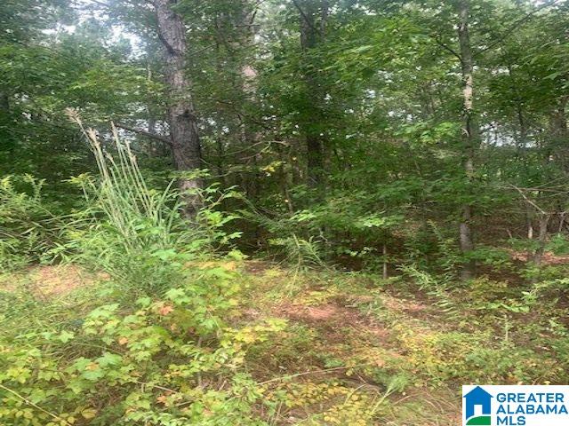 0 Jones Road Alpine, AL 35014 - Photo 4 of 7