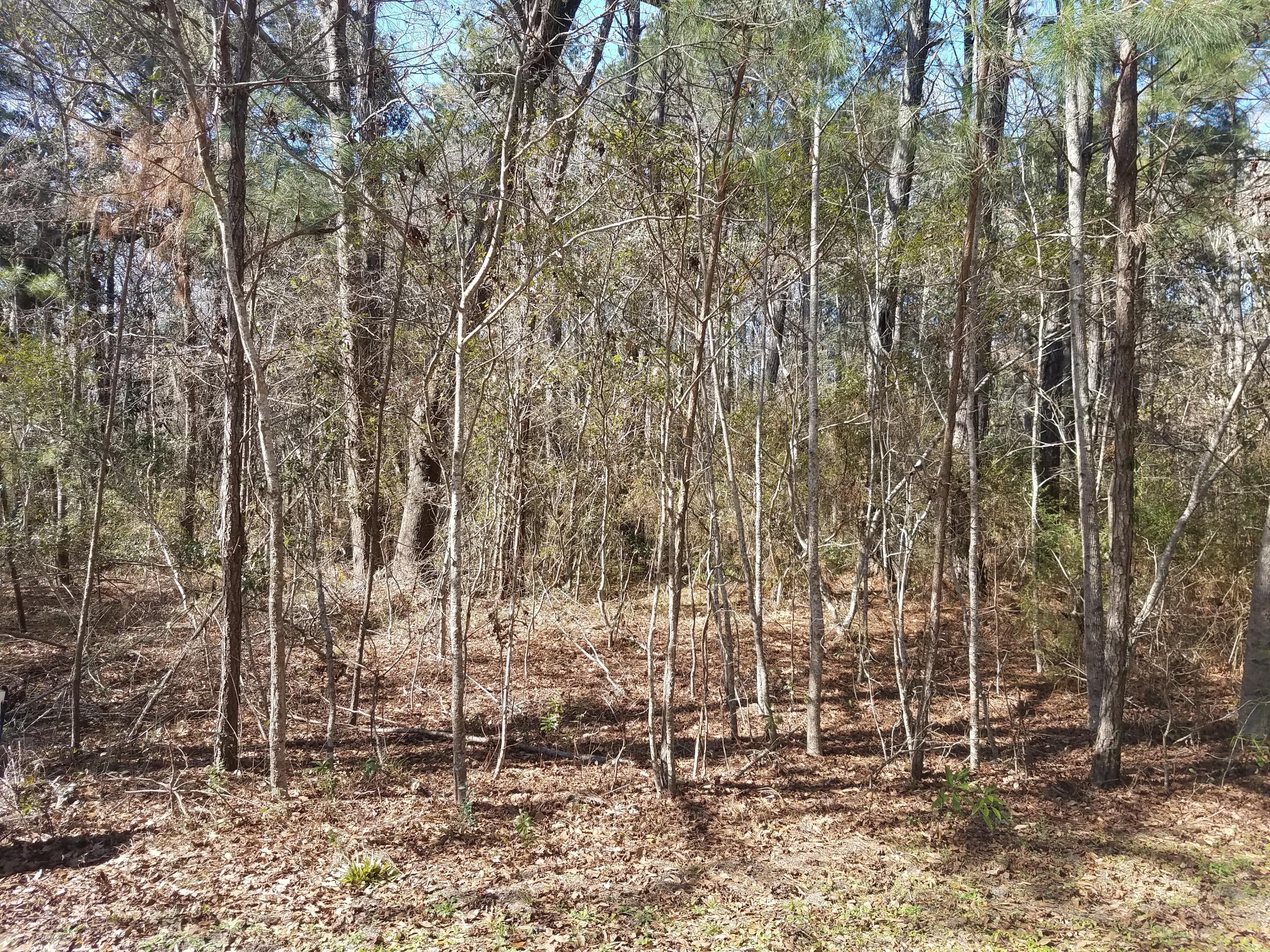 0 Preserve Road Johns Island, SC 29455 - Photo 3 of 5 Nicely wooded property