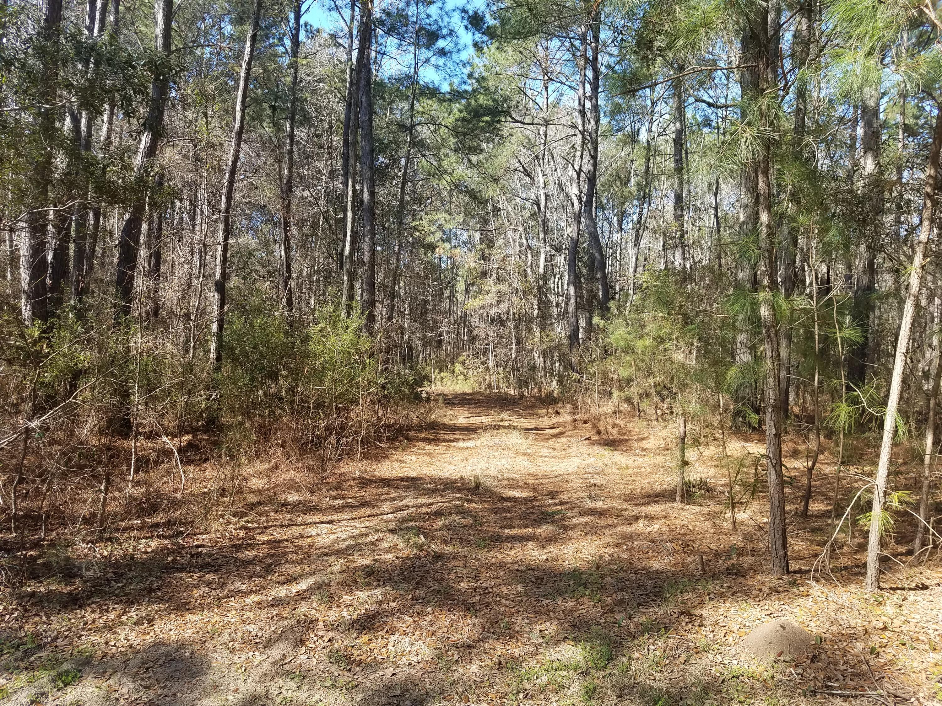 0 Preserve Road Johns Island, SC 29455 - Photo 4 of 5 Driveway leading into property