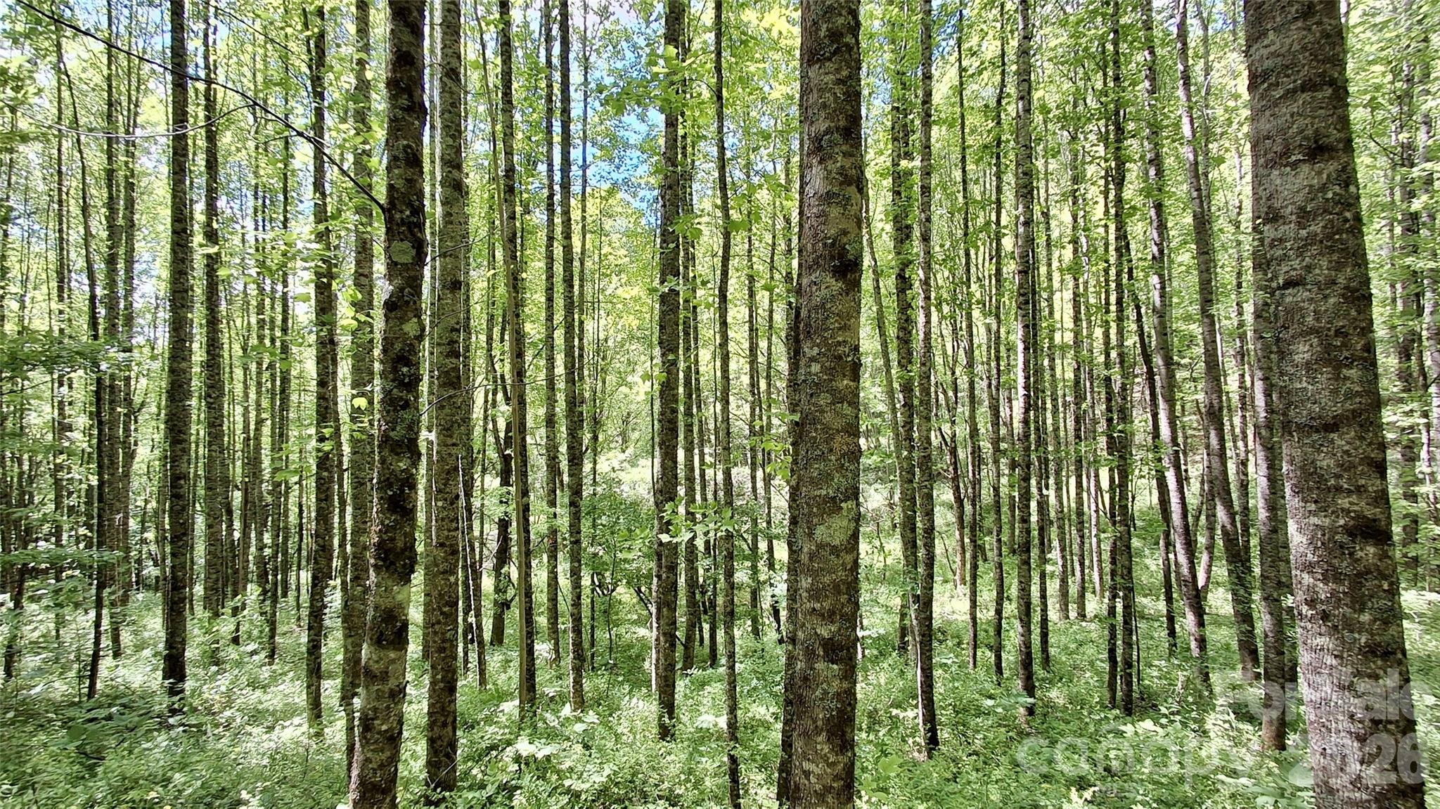 0 Cold Mountain Road Highlands, NC 28741 - Photo 25 of 46