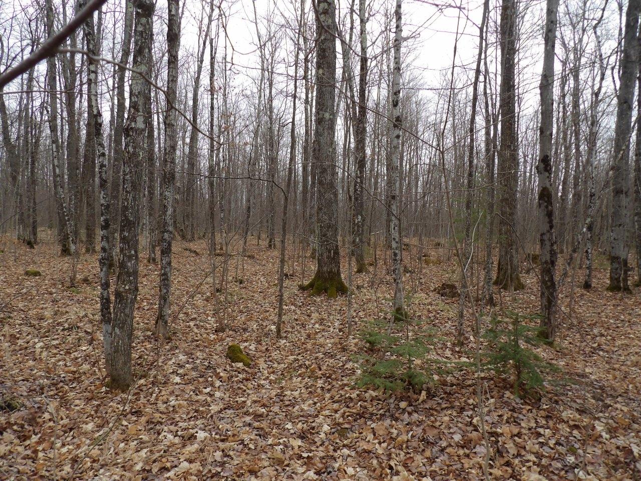 Off Wright Road, Unit 40 / ACRE Winter, WI 54896 - Photo 9 of 19 Gallery Image 9