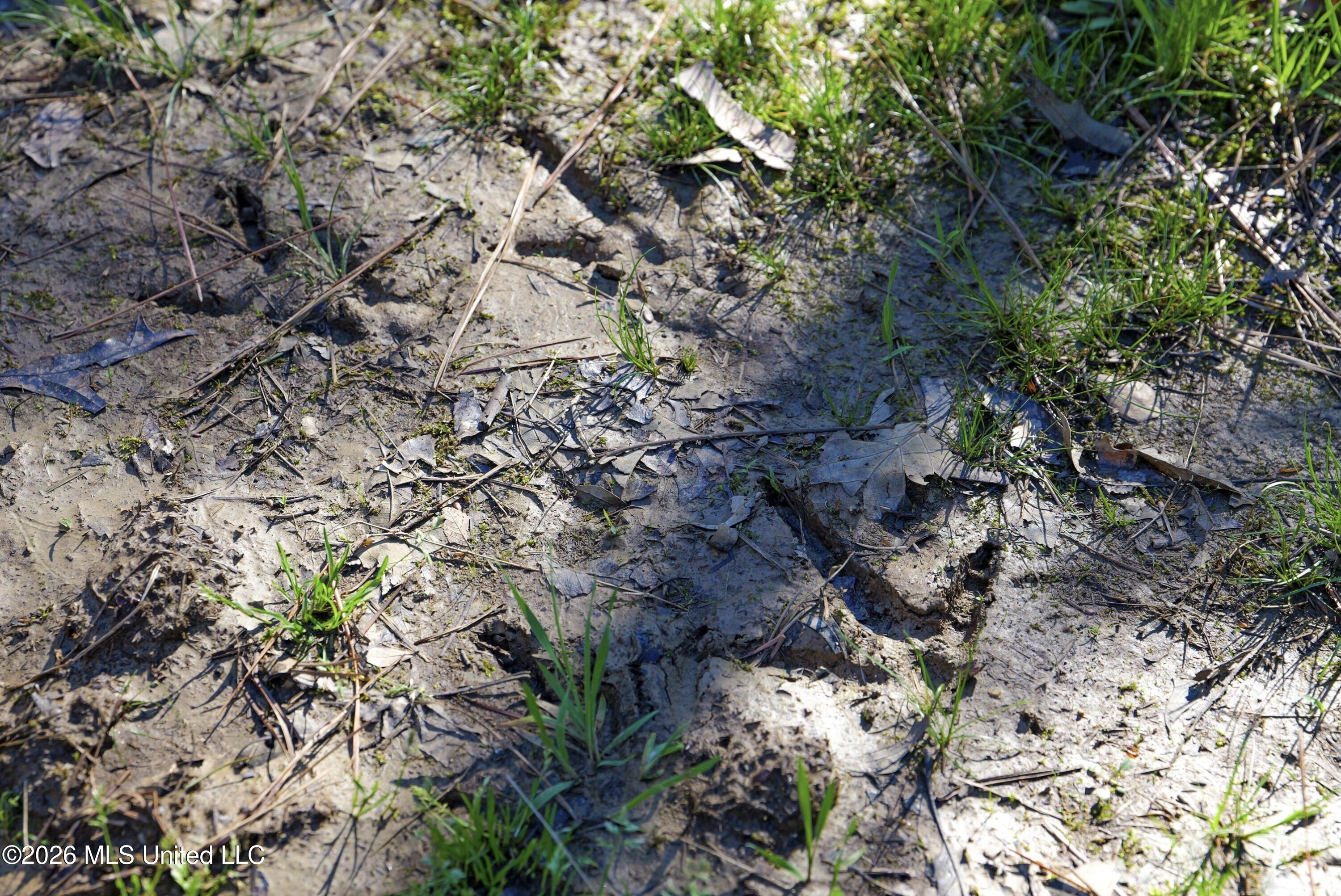 Shook Road Cascilla, MS 38920 - Photo 10 of 15 10