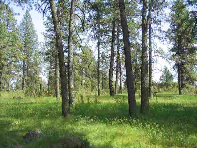 21000 South Spangle Creek Road Spangle, WA 99031 - Photo 2 of 6