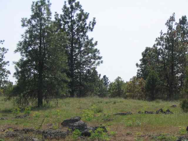 21000 South Spangle Creek Road Spangle, WA 99031 - Photo 3 of 6