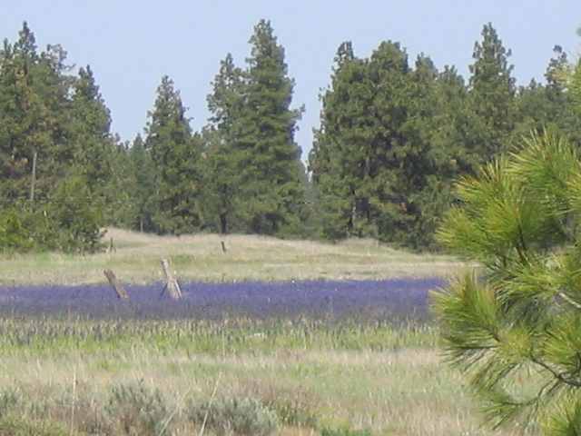 21000 South Spangle Creek Road Spangle, WA 99031 - Photo 4 of 6