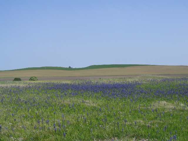 21000 South Spangle Creek Road Spangle, WA 99031 - Photo 6 of 6