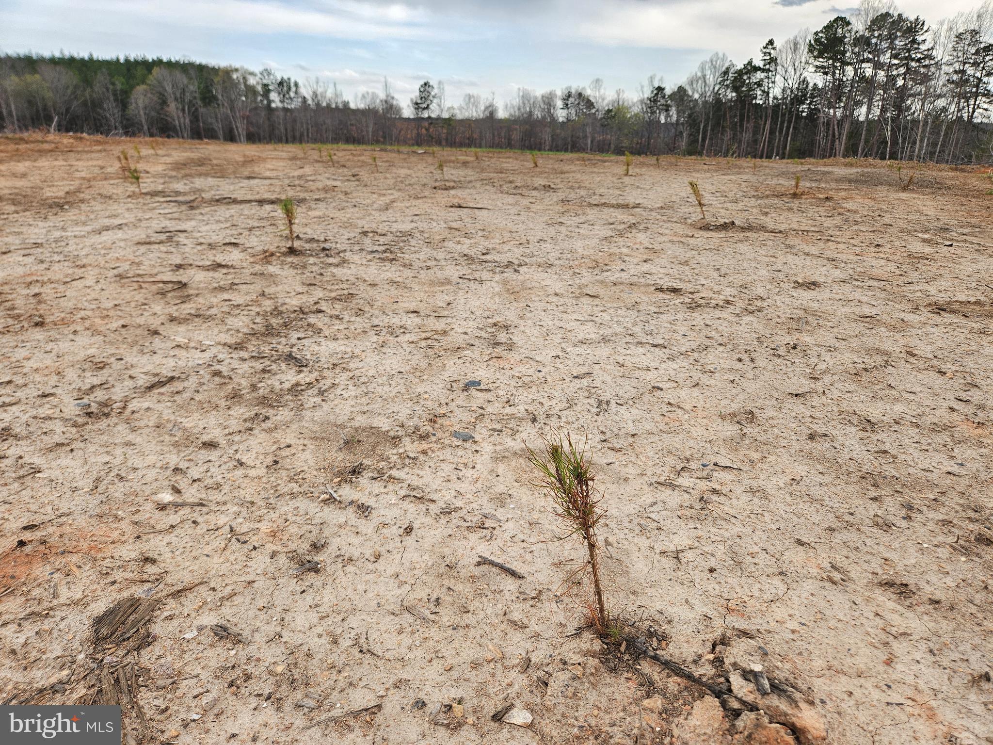 83.84-ac South James River Road Buckingham, VA 23921 - Photo 4 of 21 22.5k pines planted