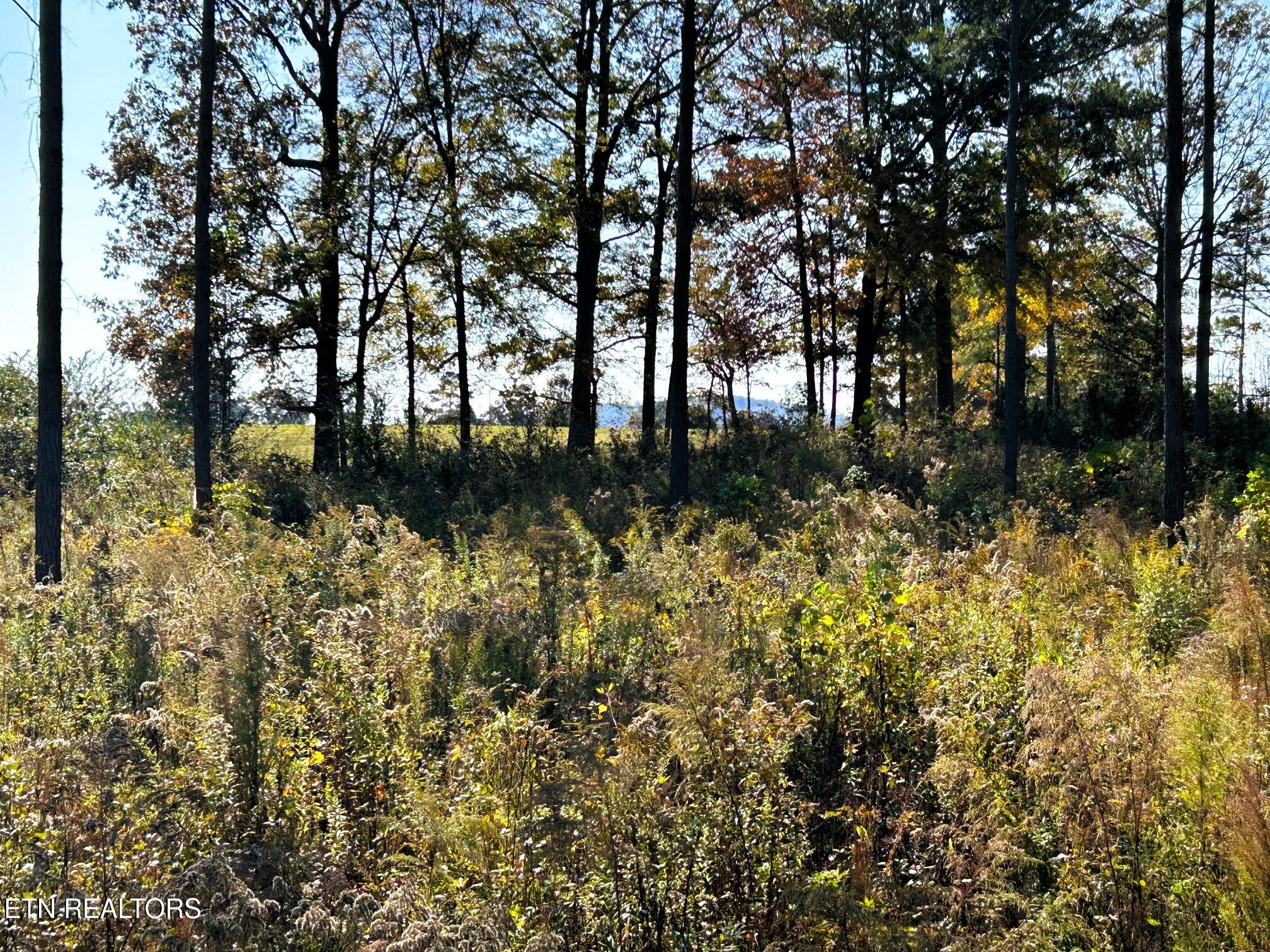 12 Hughes Lake Road Cleveland, TN 37323 - Photo 7 of 7 Tract 12 summer