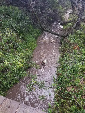 a view of a garden with a lake