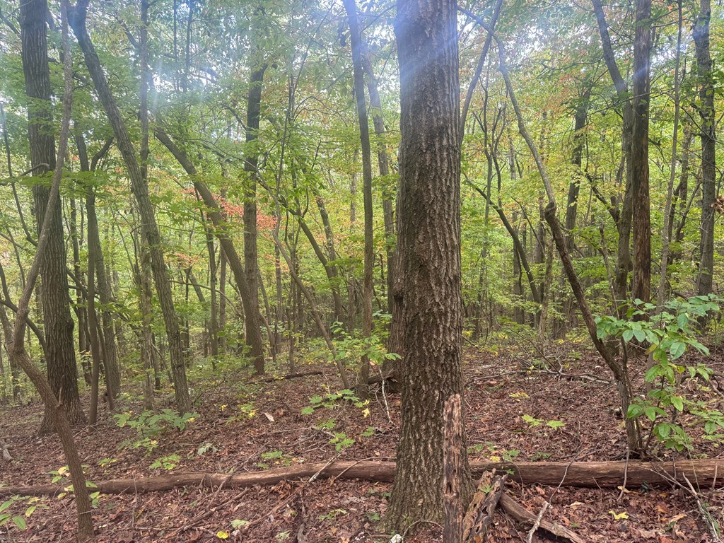 13.57-ac Burnt Mountain Cove Road Jasper, GA 30143 - Photo 7 of 9 a view of a forest with trees