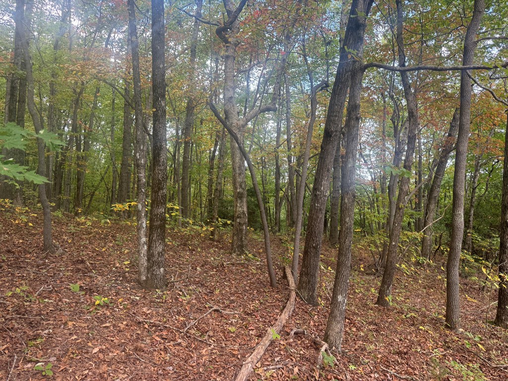 13.57-ac Burnt Mountain Cove Road Jasper, GA 30143 - Photo 8 of 9 a view of outdoor space with trees