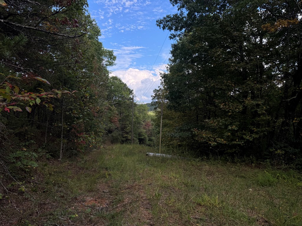 13.57-ac Burnt Mountain Cove Road Jasper, GA 30143 - Photo 9 of 9 a view of a forest
