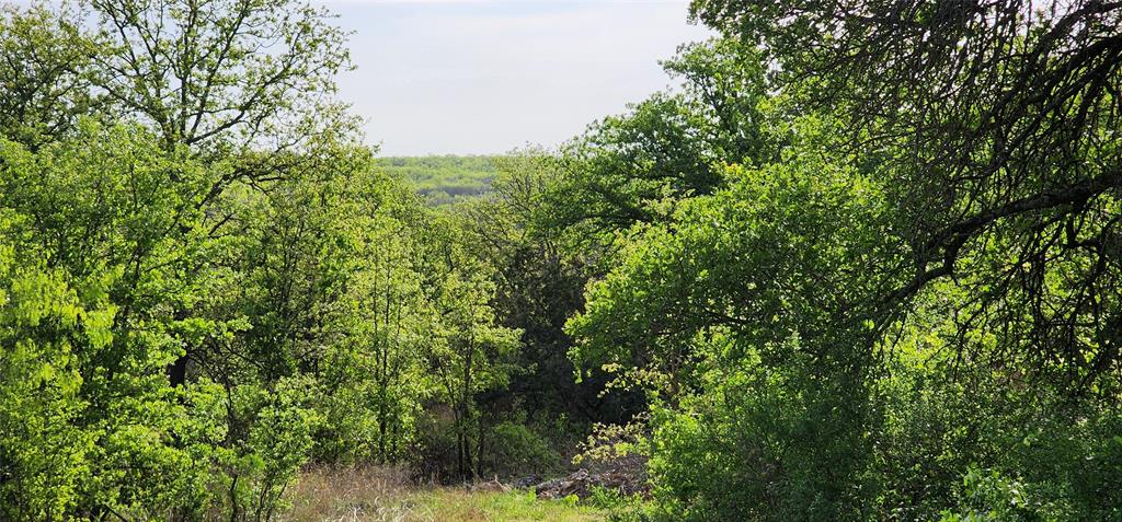 1992 County Road 330 Ranger, TX 76470 - Photo 8 of 40 a view of a lush green forest
