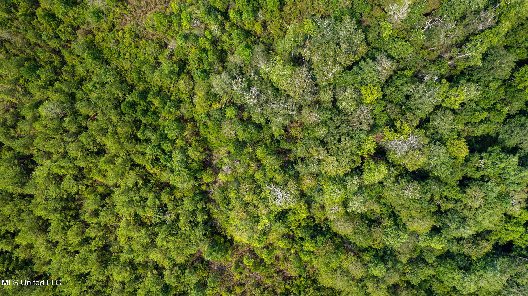 0 Rockhill To Lumberton Road Purvis, MS 39475 - Photo 41 of 46 Rockhill_To_Lumberton_Road-41