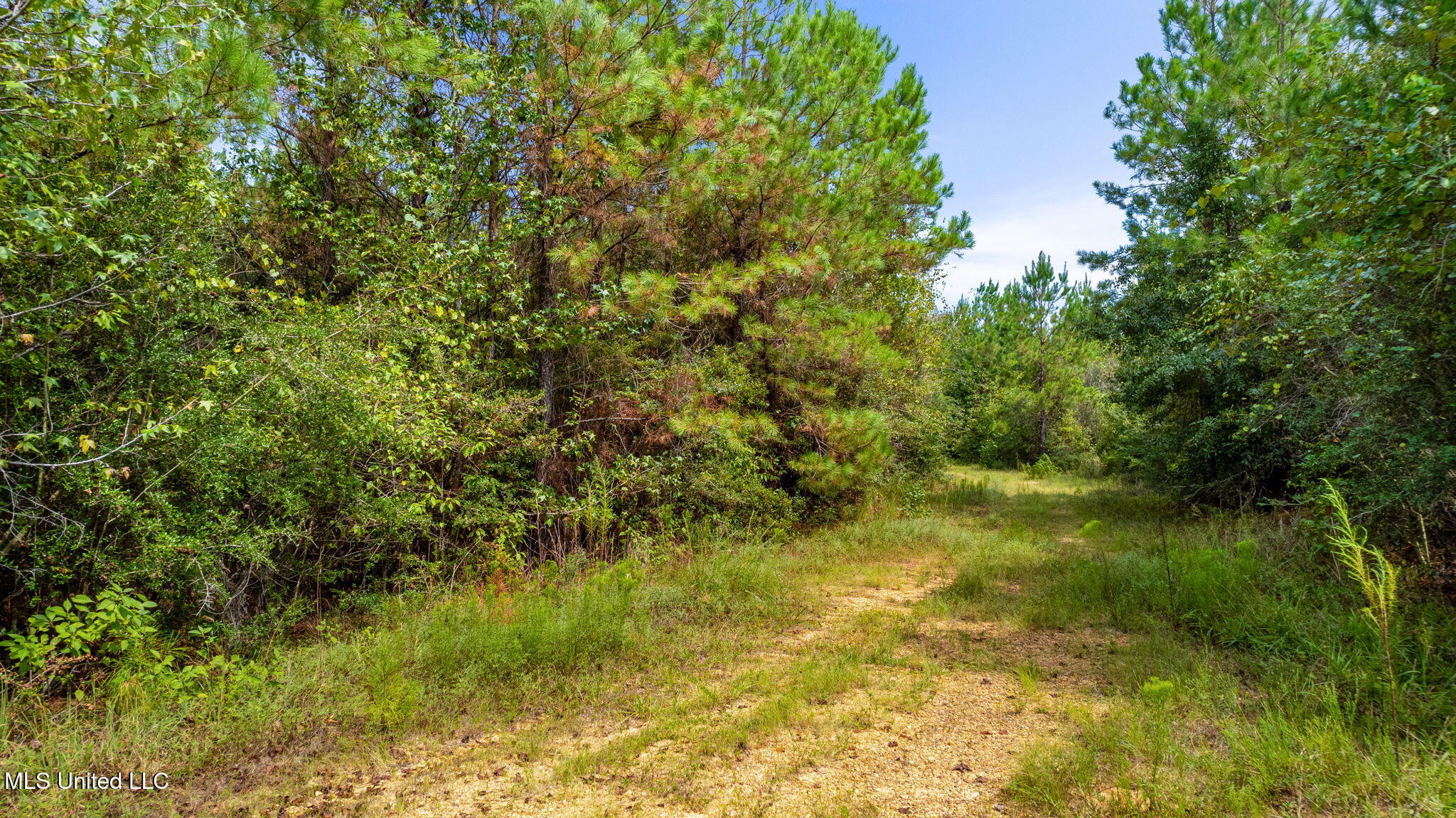 0 Rockhill To Lumberton Road Purvis, MS 39475 - Photo 10 of 46 Rockhill_To_Lumberton_Road-10