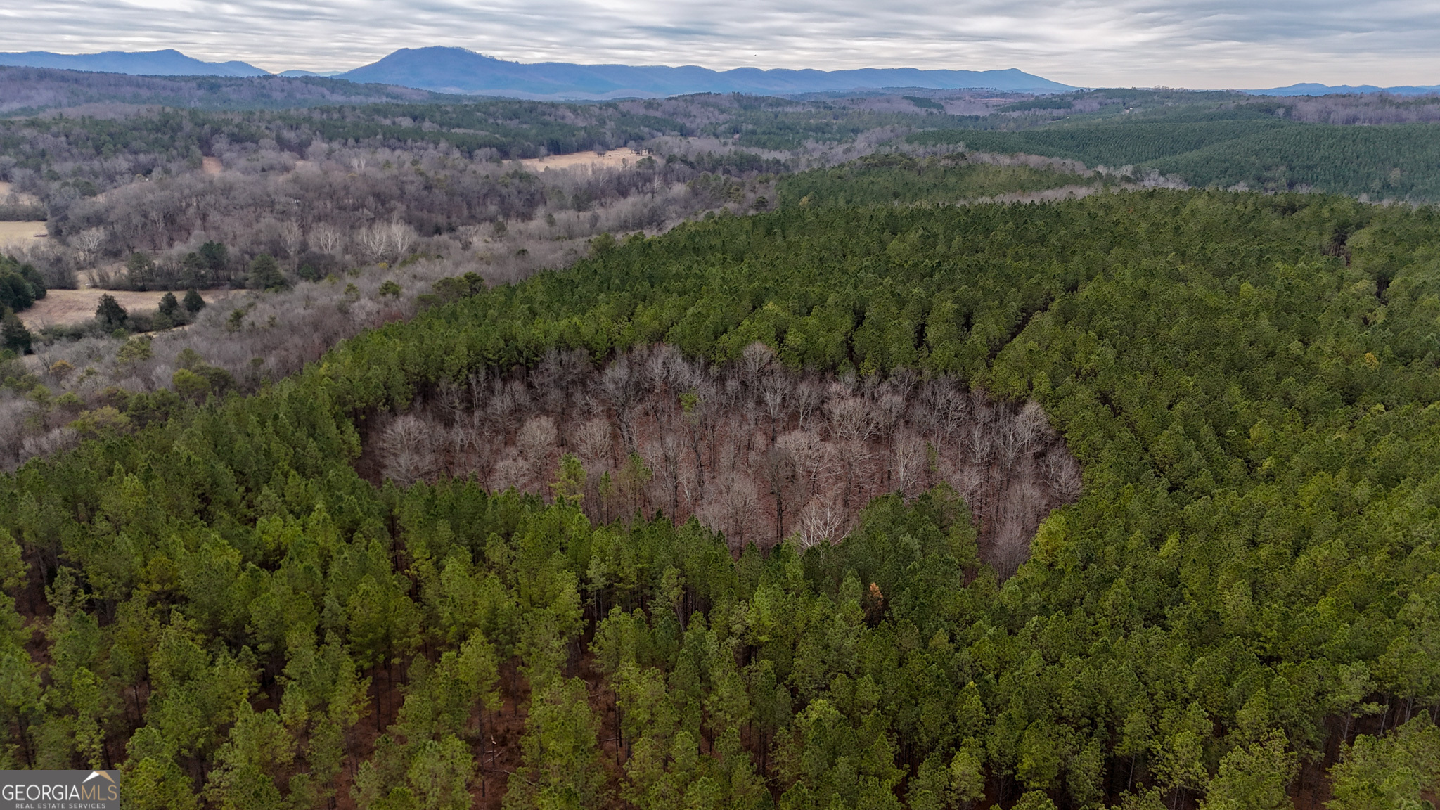 557 Acres On Taliaferro Springs Road Lyerly, GA 30730 - Photo 4 of 14 a view of a lush green forest with lush green forest