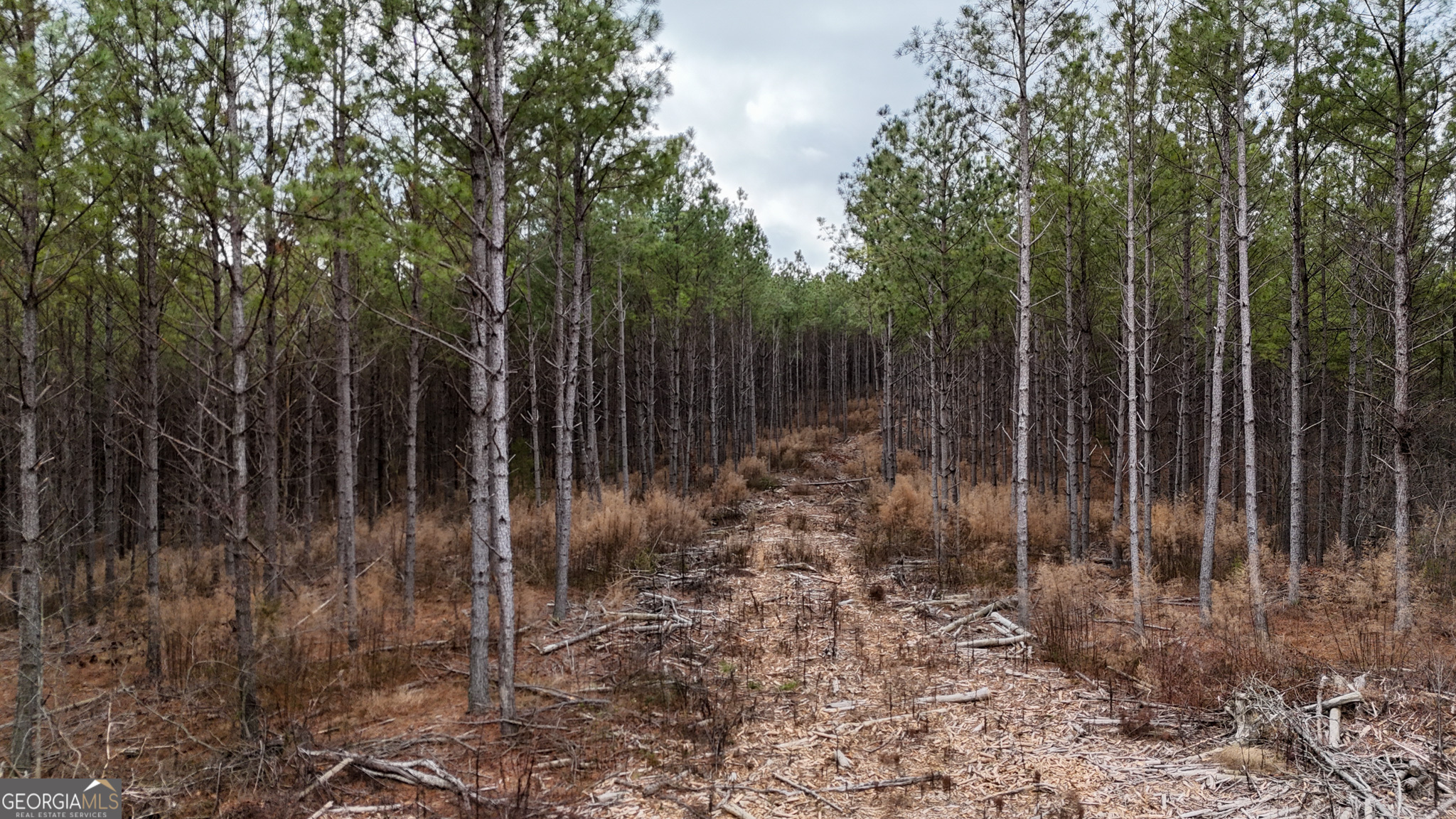 557 Acres On Taliaferro Springs Road Lyerly, GA 30730 - Photo 5 of 14 a view of backyard with green space