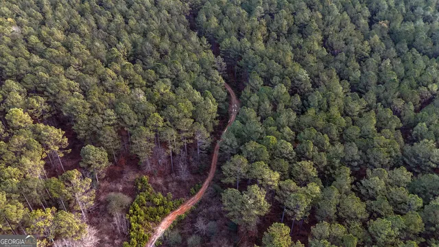 a view of a forest with a tree