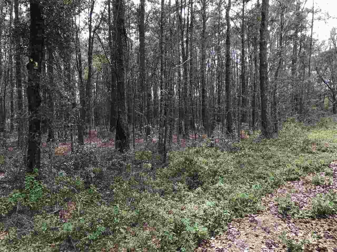 0 Clinton Road Monticello, FL 32344 - Photo 1 of 5 Gallery Image 1