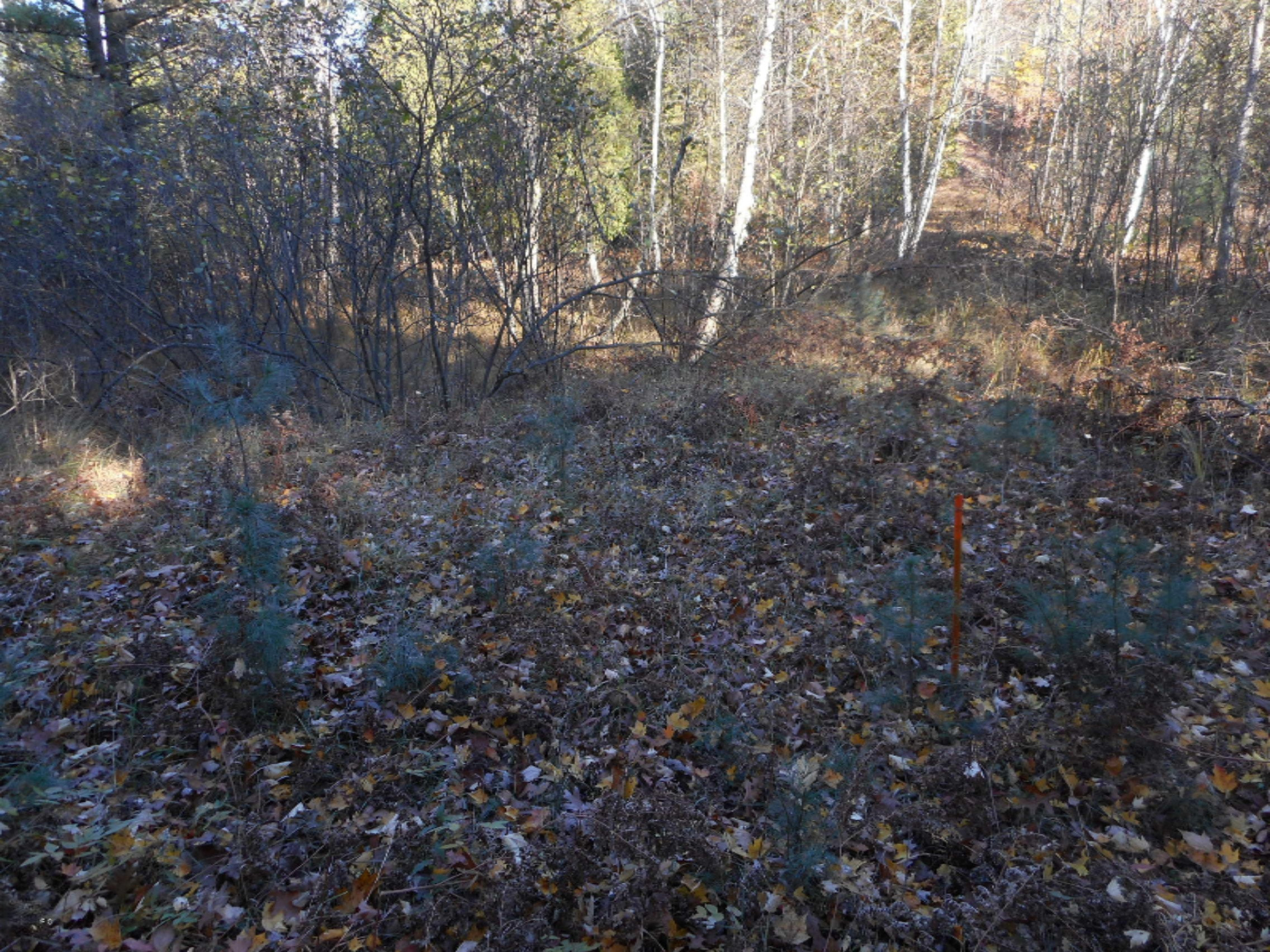 2742 Old Stronach Road Manistee, MI 49660 - Photo 8 of 14 DSCN3072