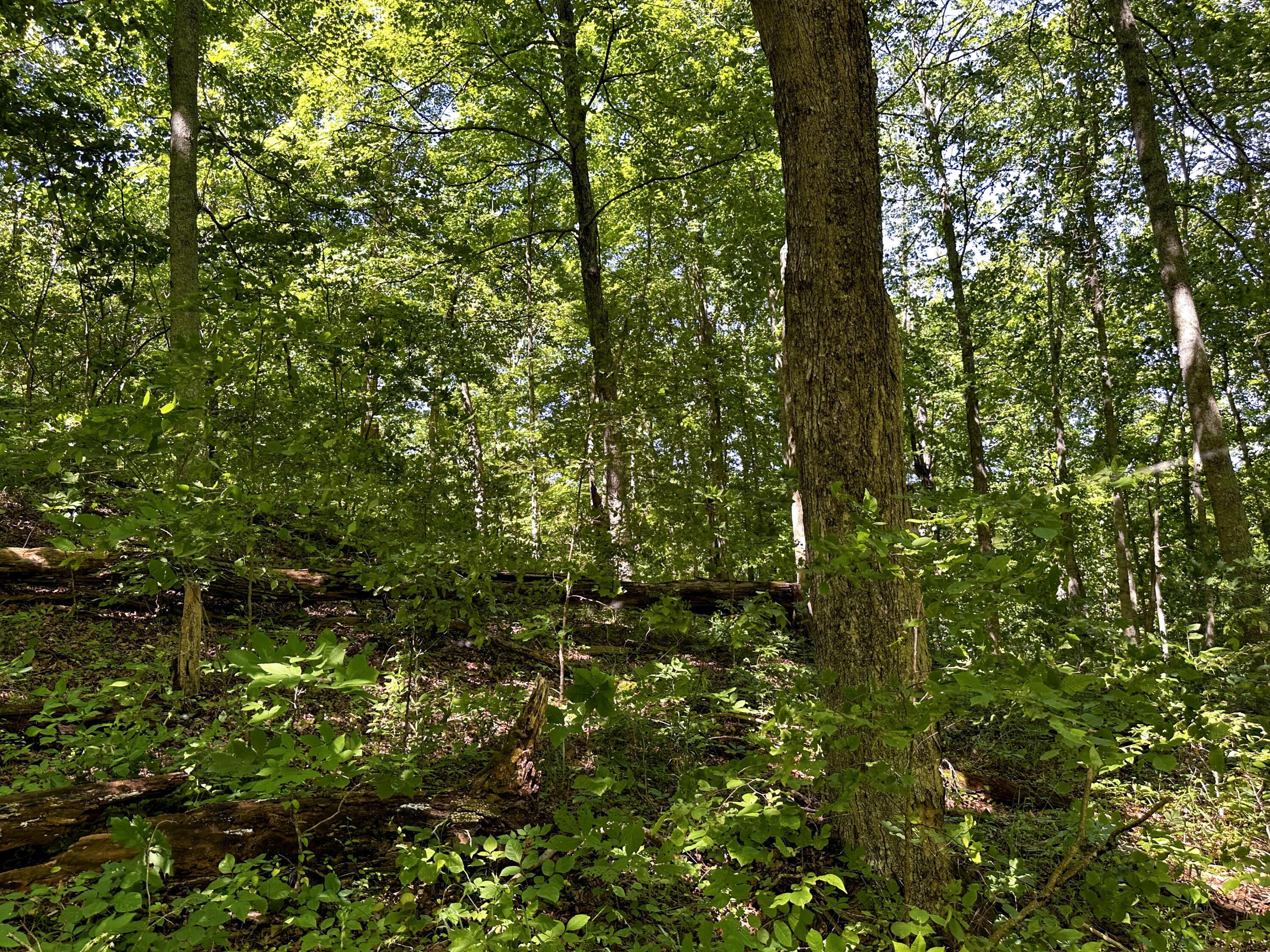1725 Hull Road, Unit TRACT 4 WOODS WAYNE FOREST) Patriot, OH 45658 - Photo 40 of 45 20240607_150425115_iOS