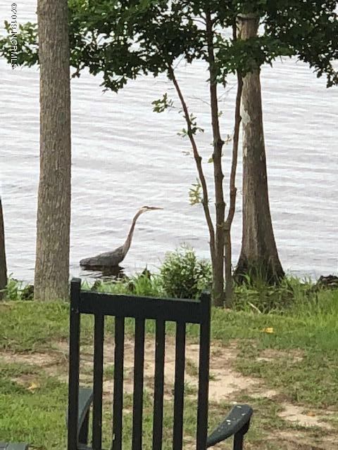 111 Bay Ridge Chocowinity, NC 27817 - Photo 50 of 60 Blue Heron