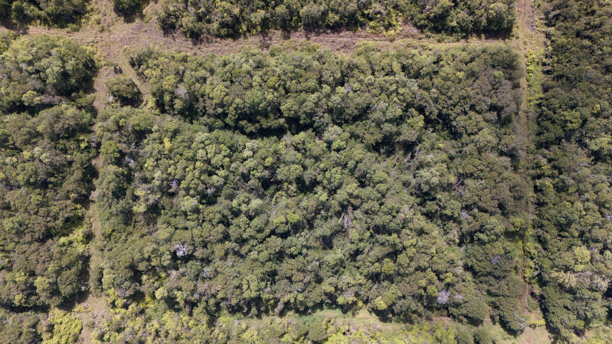 2 North Glenwood Road Mountain View, HI 96771 - Photo 3 of 6 a view of a field