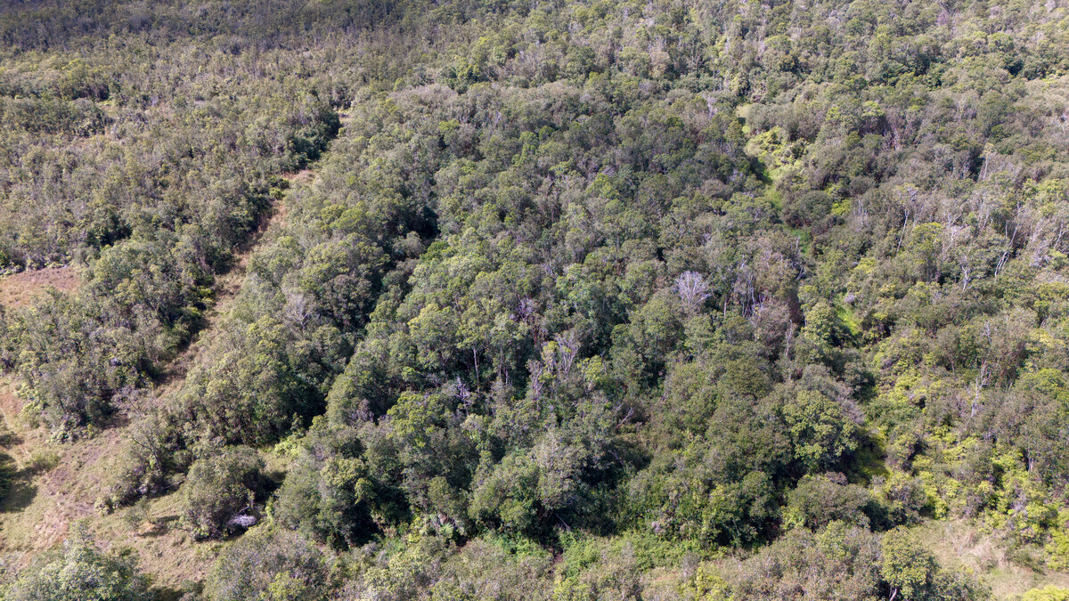 2 North Glenwood Road Mountain View, HI 96771 - Photo 4 of 6 a view of a forest with a street