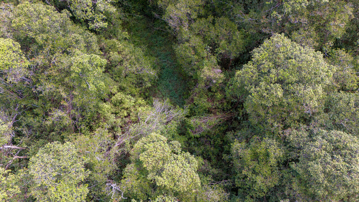2 North Glenwood Road Mountain View, HI 96771 - Photo 5 of 6 a view of a forest with a tree