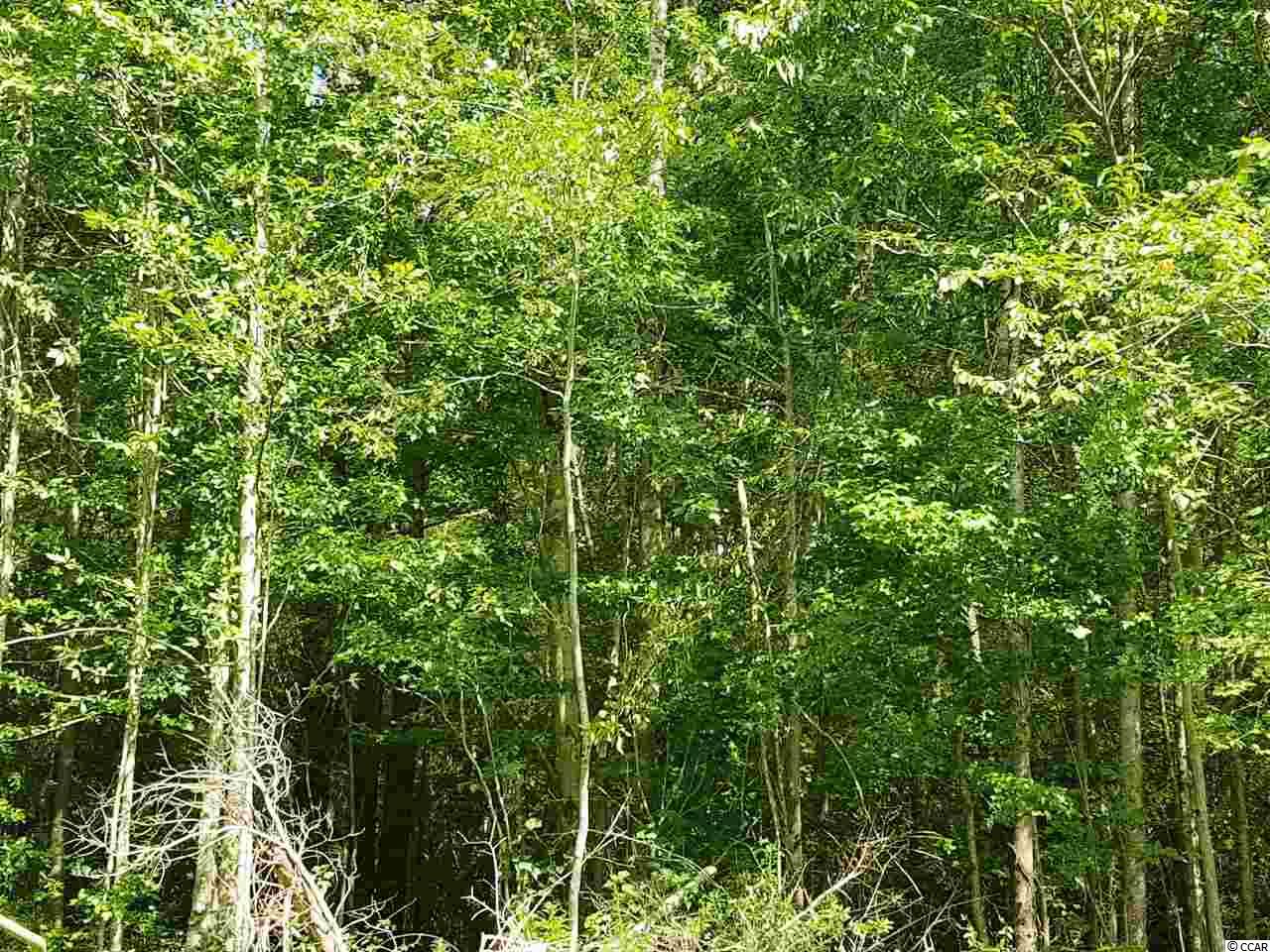 Tract B Hodge Road Galivants Ferry, SC 29544 - Photo 6 of 6 Gallery Image 6