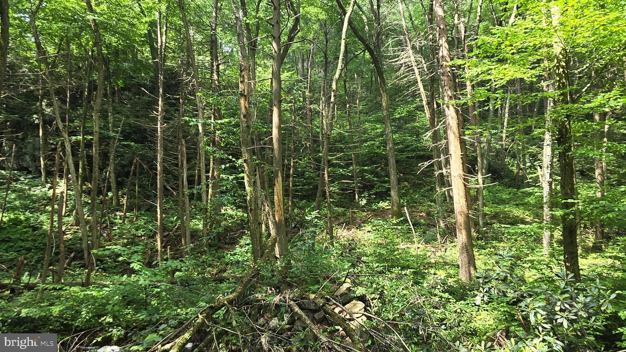 212 Thickhead Mountain Road Centre Hall, PA 16828 - Photo 7 of 28 a view of a garden