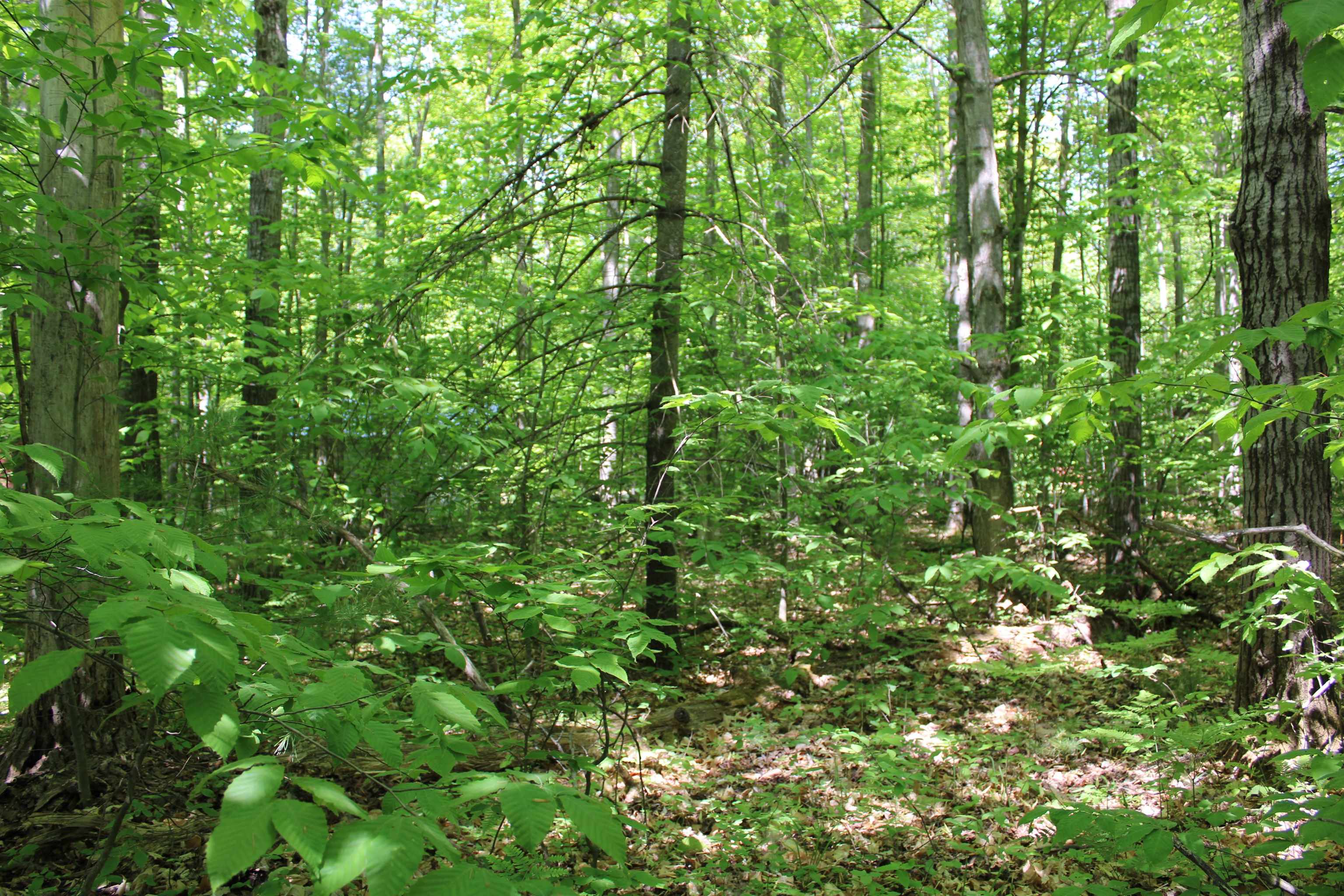 Vl Squaw Lake Road Kalkaska, MI 49646 - Photo 4 of 21