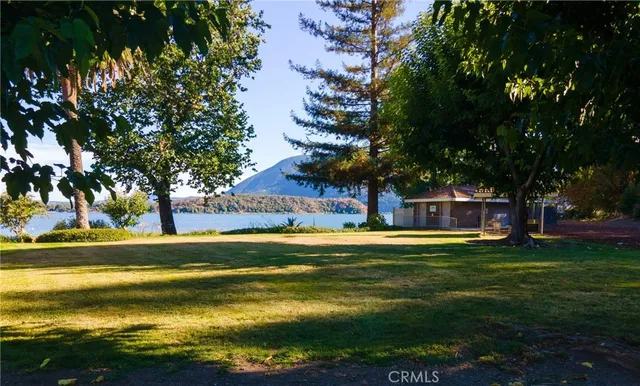 a view of a large trees with a big yard