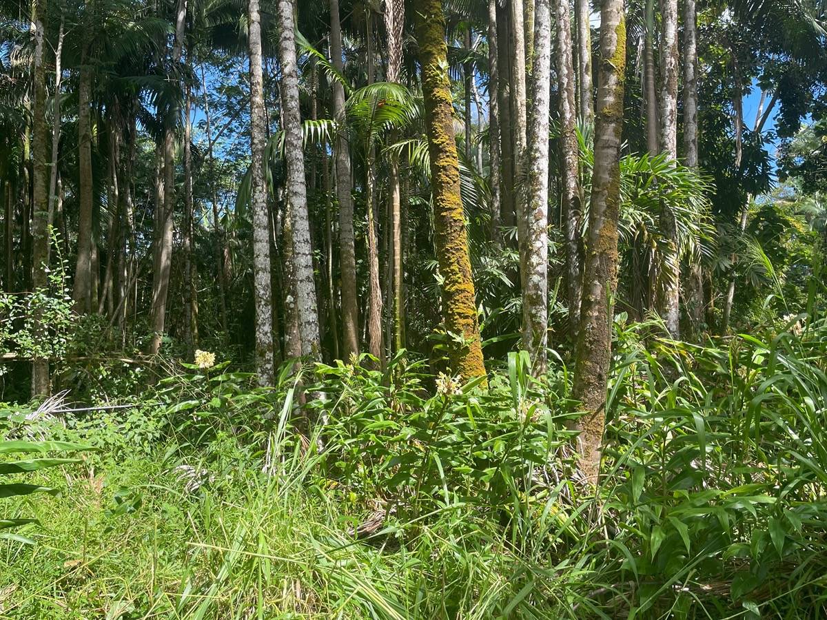 13 13 Mile Road Keaau, HI 96749 - Photo 3 of 7 Gallery Image 3