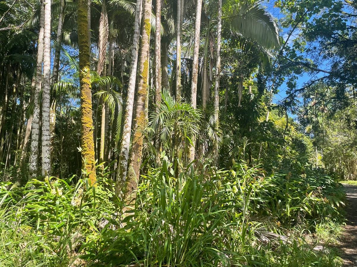 13 13 Mile Road Keaau, HI 96749 - Photo 6 of 7 Gallery Image 6