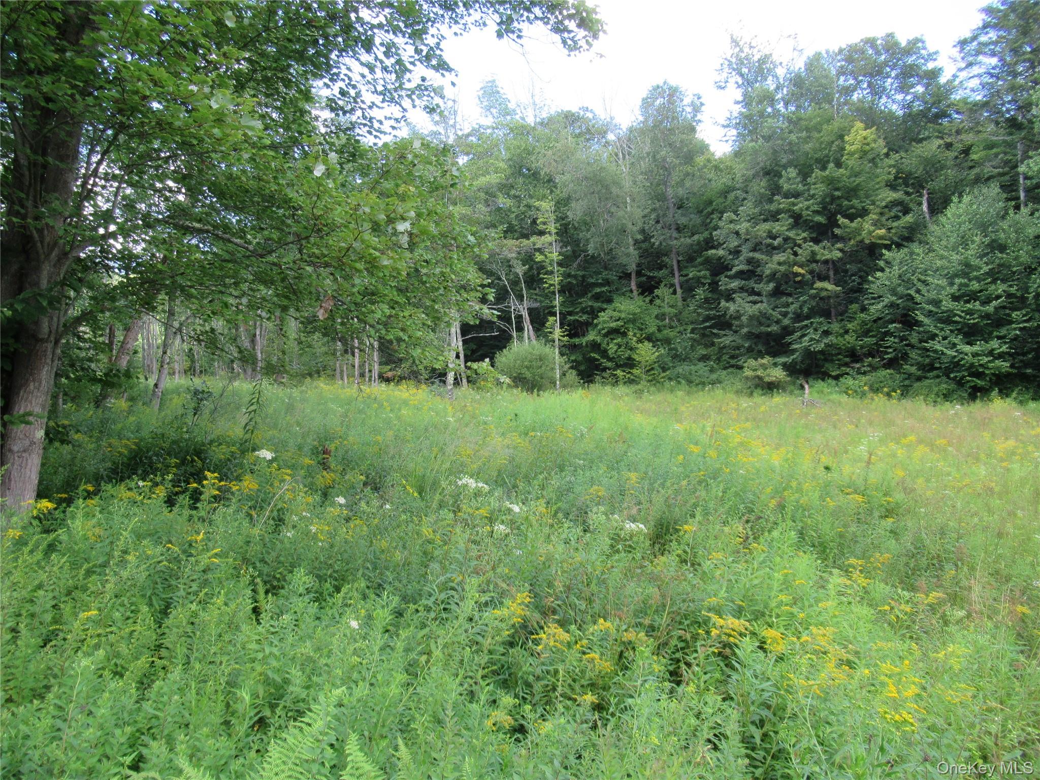 Tbd Ferndale Road Ferndale, NY 12734 - Photo 1 of 7 a view of a green field with lots of bushes