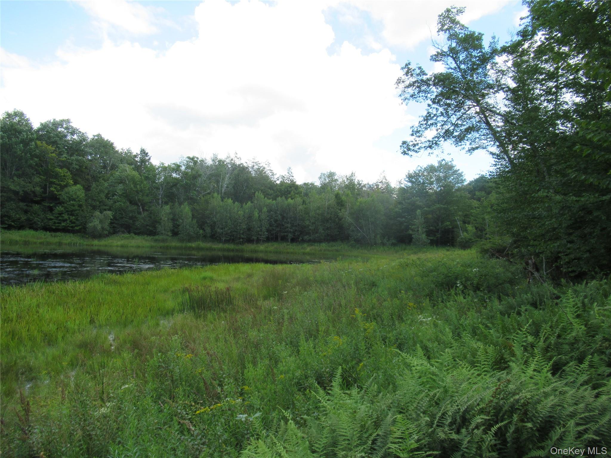 Tbd Ferndale Road Ferndale, NY 12734 - Photo 4 of 7 a view of a green field with lots of bushes
