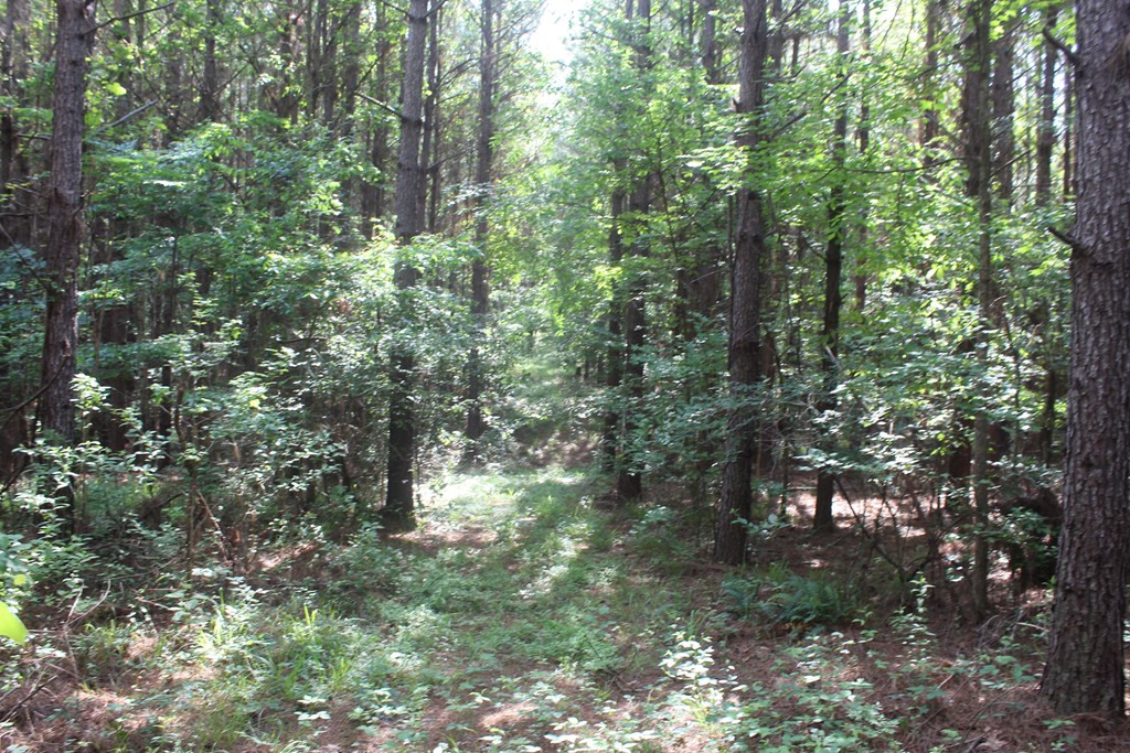 0 Highway 550 Wesson, MS 39191 - Photo 11 of 15 Photo 11
