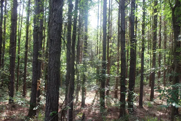 $158,400 | 0 Highway 550, Wesson, MS 39191