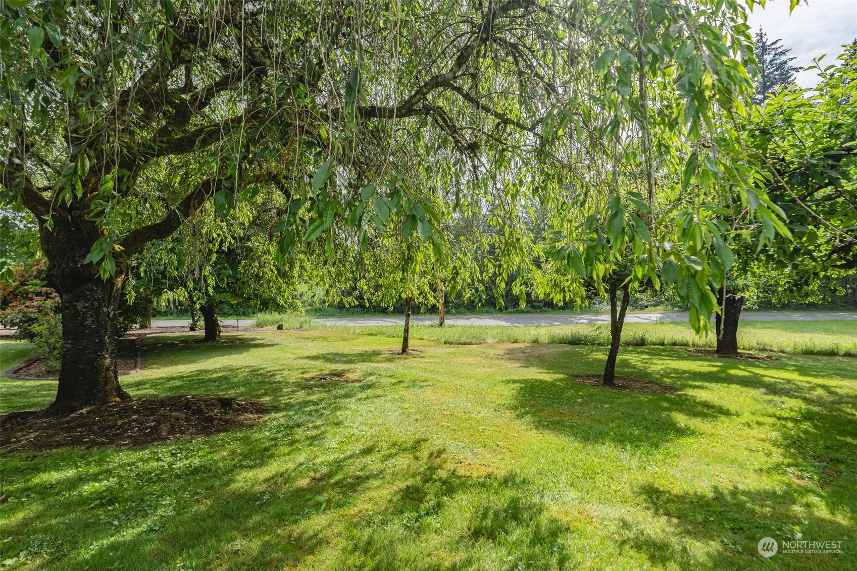 3326 Cedarville Road Bellingham, WA 98226 - Photo 33 of 40 a view of a yard with a tree