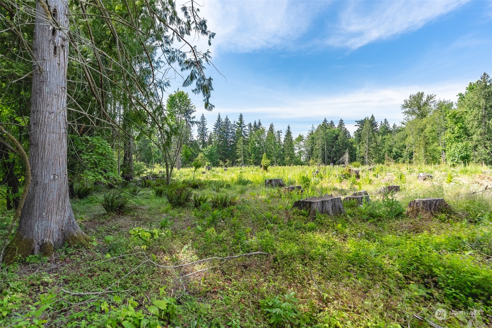 3326 Cedarville Road Bellingham, WA 98226 - Photo 35 of 40 a view of a lush green forest