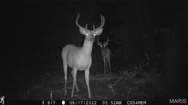 $105,000 | 0 24 Acres Dogwood Drive, Browning, MO 64630