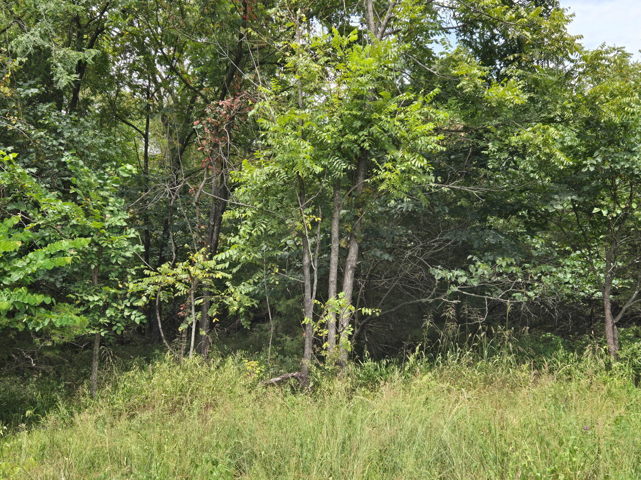 0 Hico Road Long Lane, MO 65590 - Photo 13 of 15 1000013913