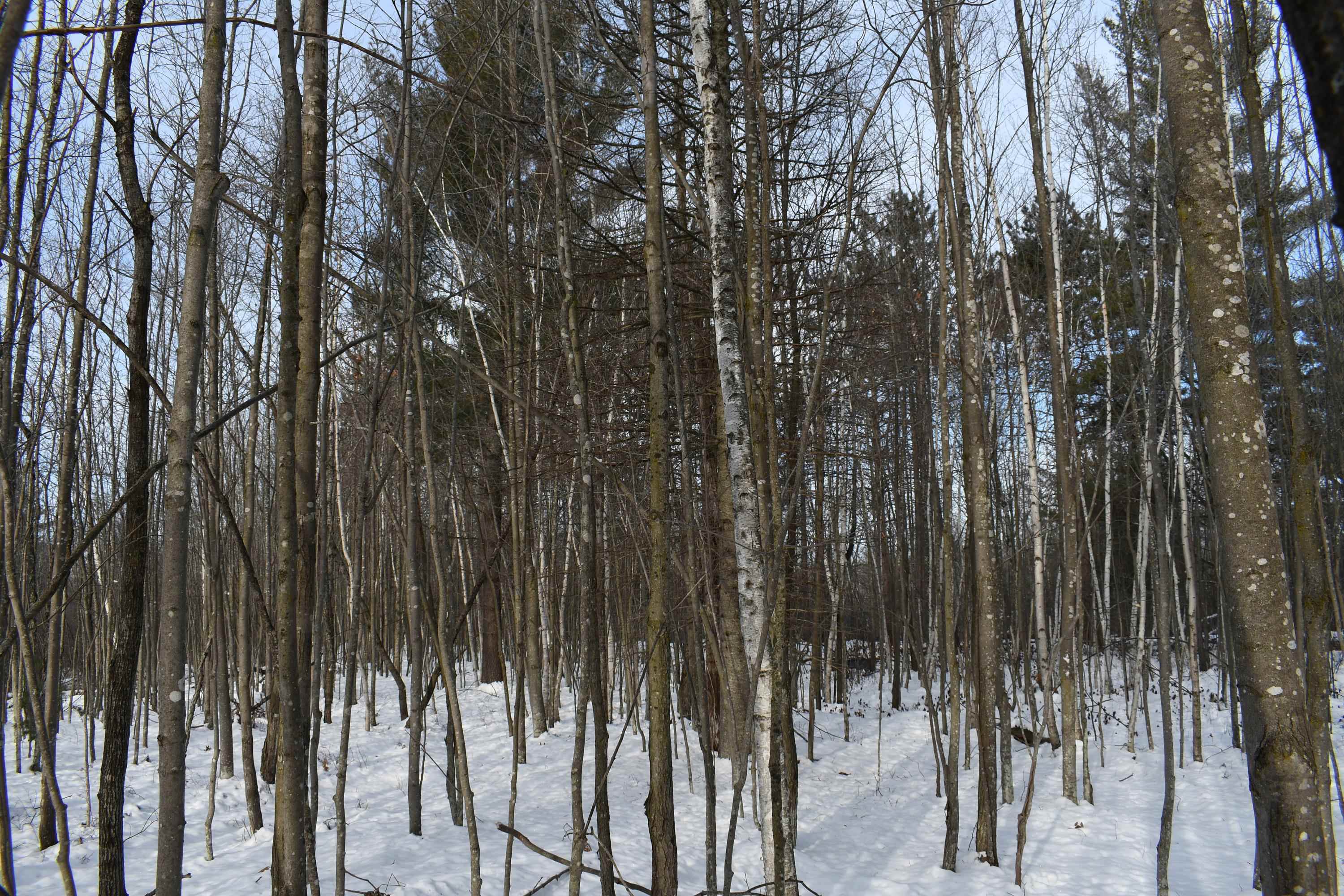 0 South Barlow Road Mikado, MI 48745 - Photo 14 of 28
