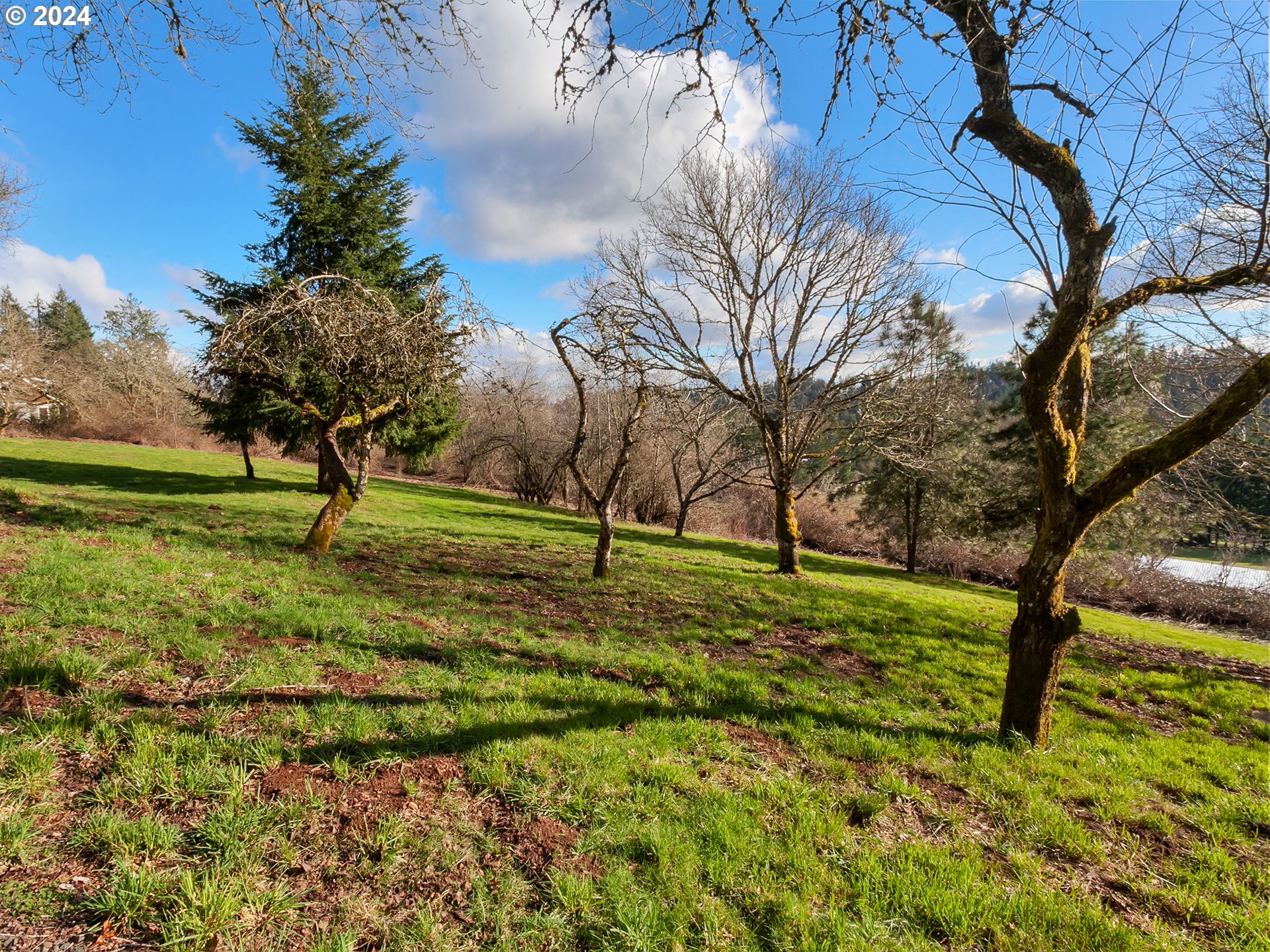29450 Southwest Ladd Hill Road Sherwood, OR 97140 - Photo 38 of 48 a view of yard with tree