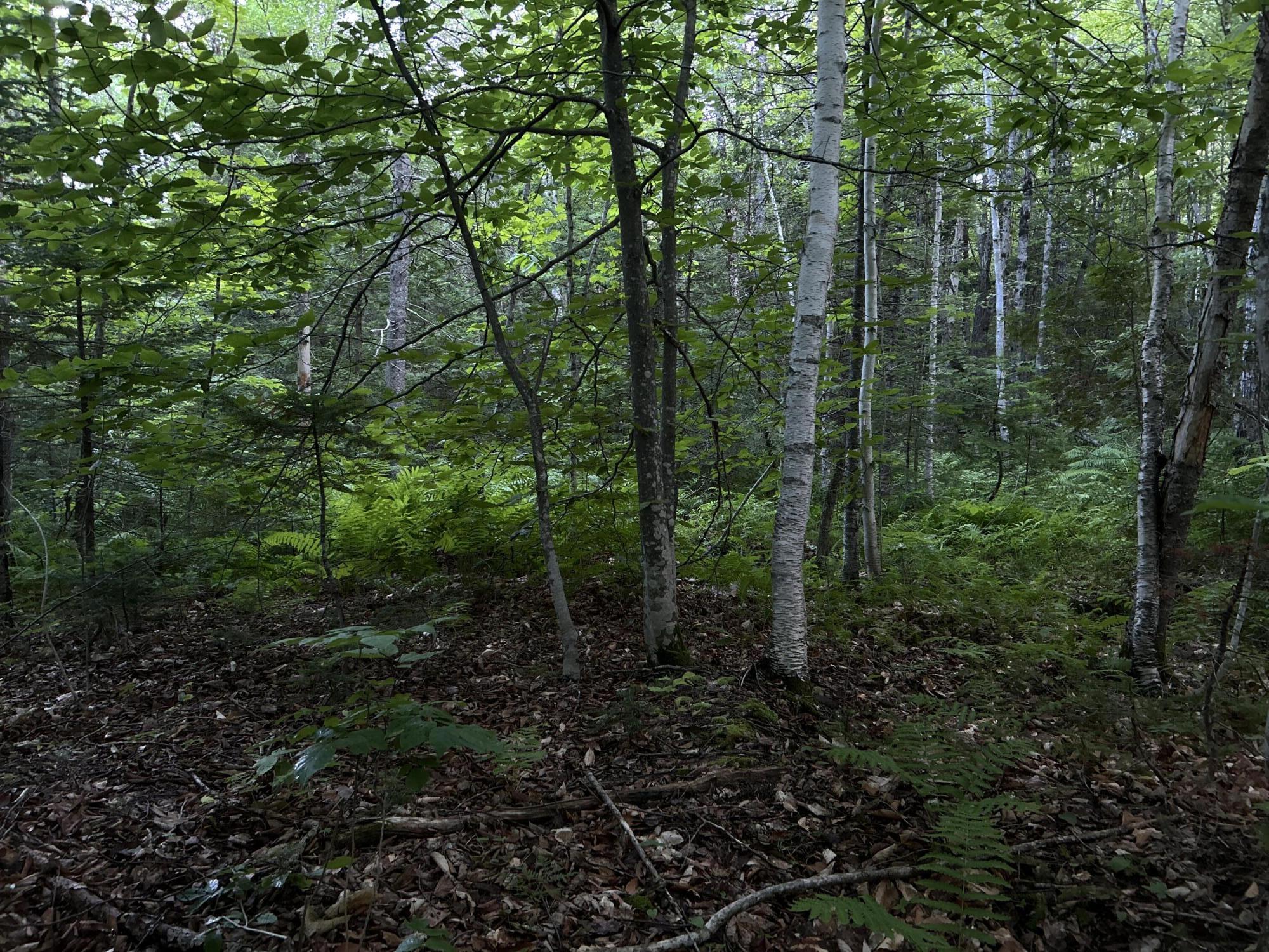 24a Anson Valley Road New Vineyard, ME 04956 - Photo 57 of 93 IMG_4896