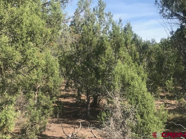1080 Green Shadows Road Durango, CO 81303 - Photo 3 of 15 Gallery Image 3