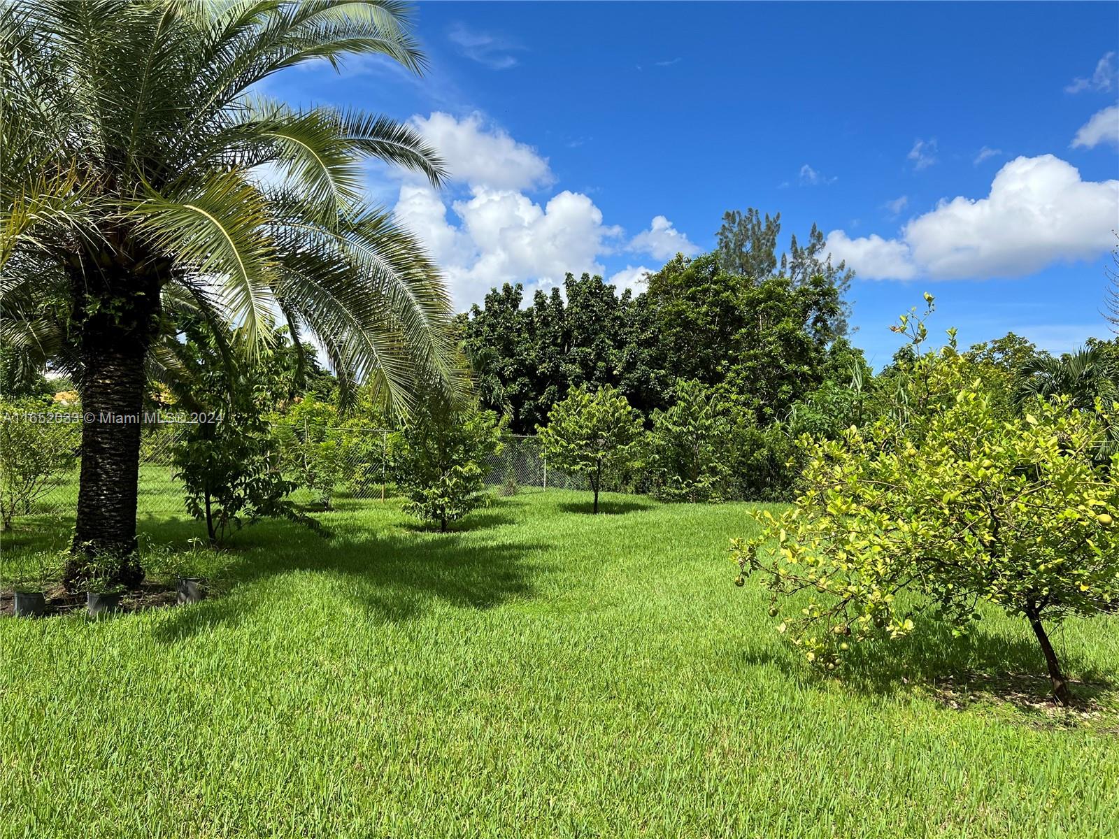 11866 Southwest 43rd Street Miami, FL 33175 - Photo 61 of 64 a view of a yard with a palm tree